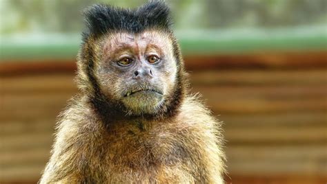 macaco puxa no jogo do bicho - jogo do bicho jacaré